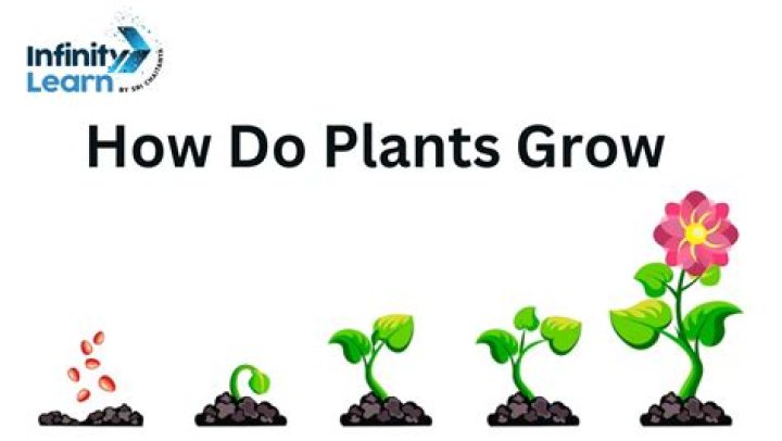 How do plants grow