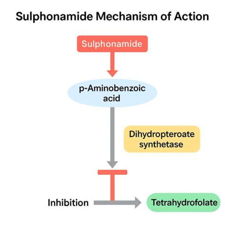 How do sulfonamide antibiotics work