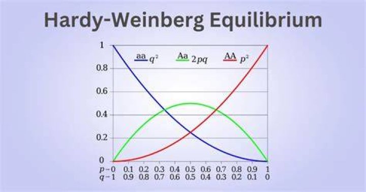 How do you calculate Hardy Weinberg equilibrium