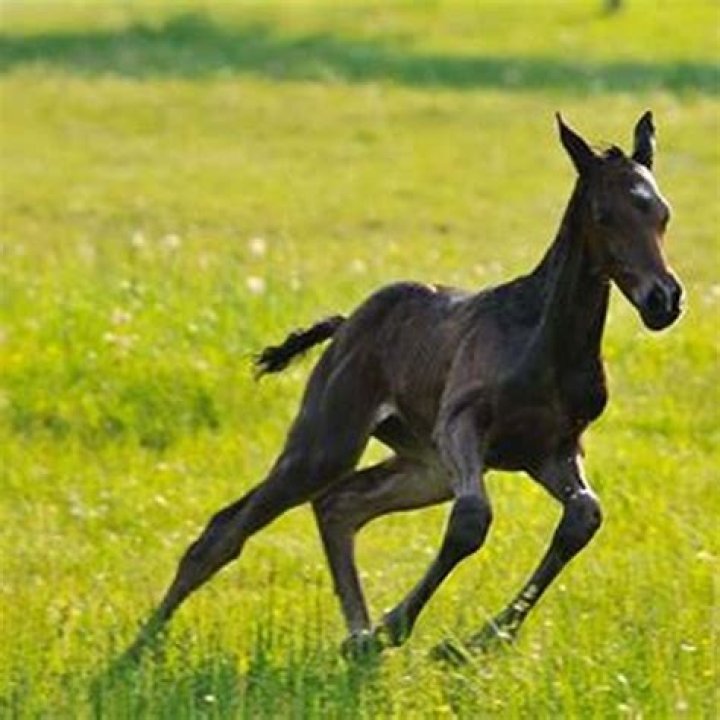 How do you determine a horses color