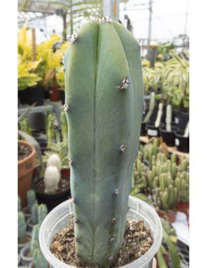 How do you grow cereus Peruvianus