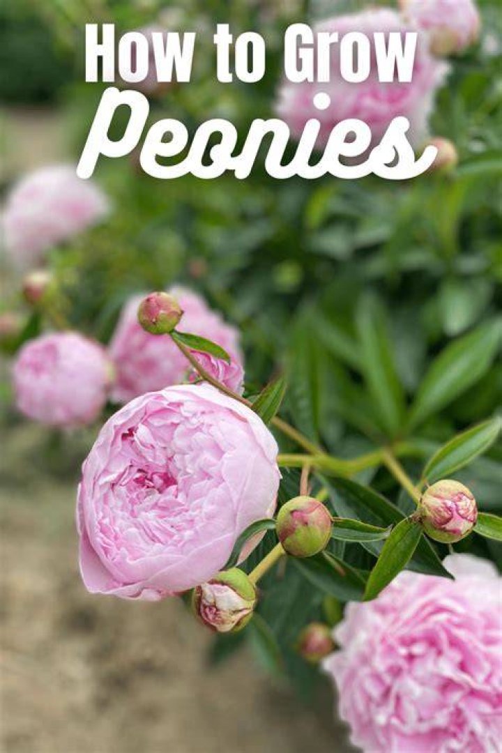 How do you grow peonies from seed