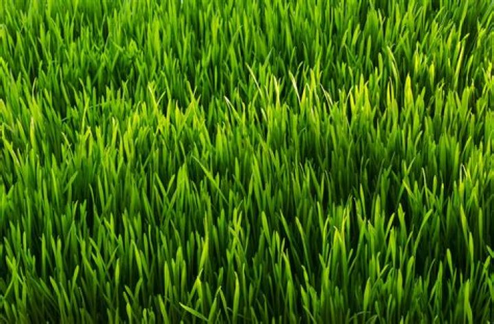 How do you know if grass seed is good