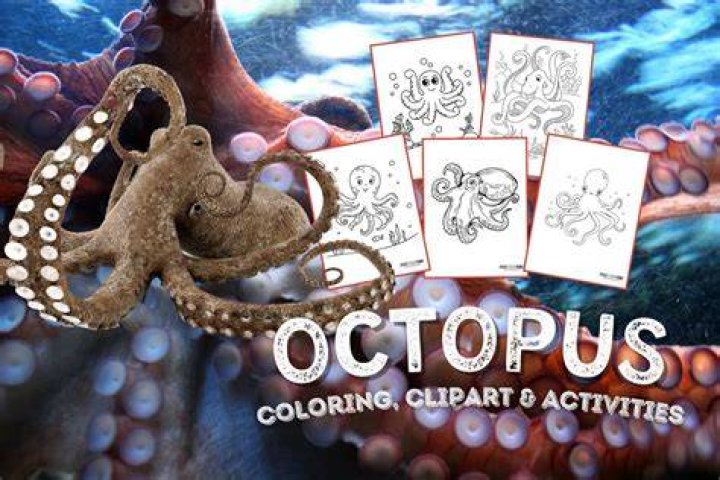 How do you make octopus tender?