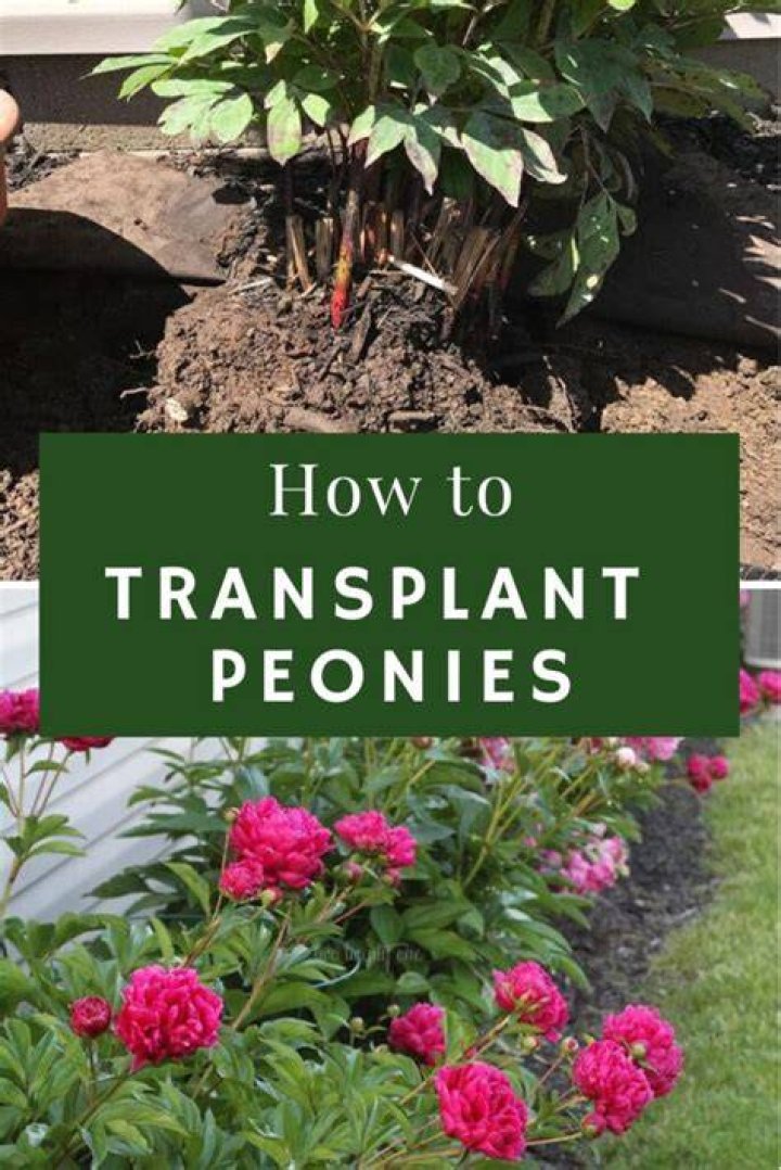 How do you transplant ground cover