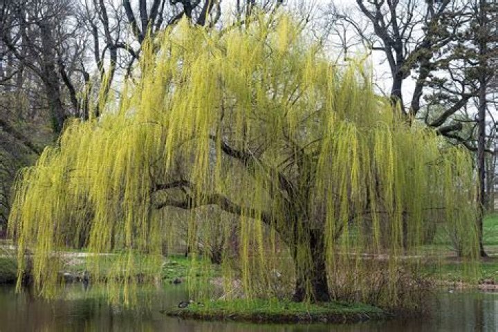 How do you trim a weeping larch