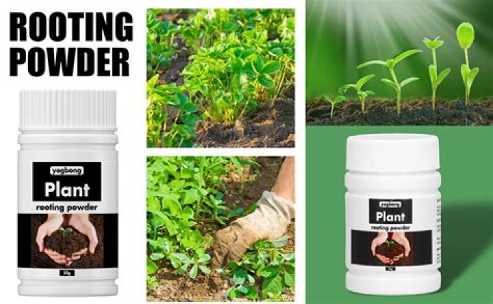 How do you use rooting powder for plants