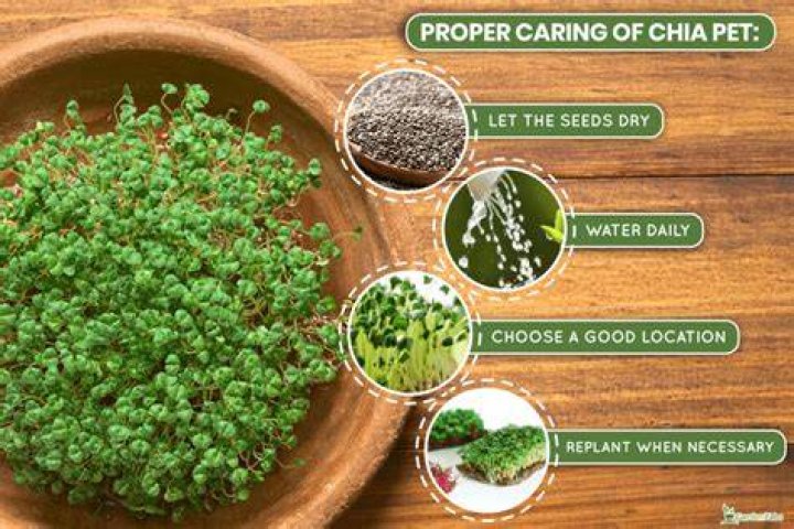 How do you water a Chia Pet