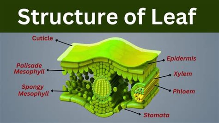 How does a leaf protect itself?