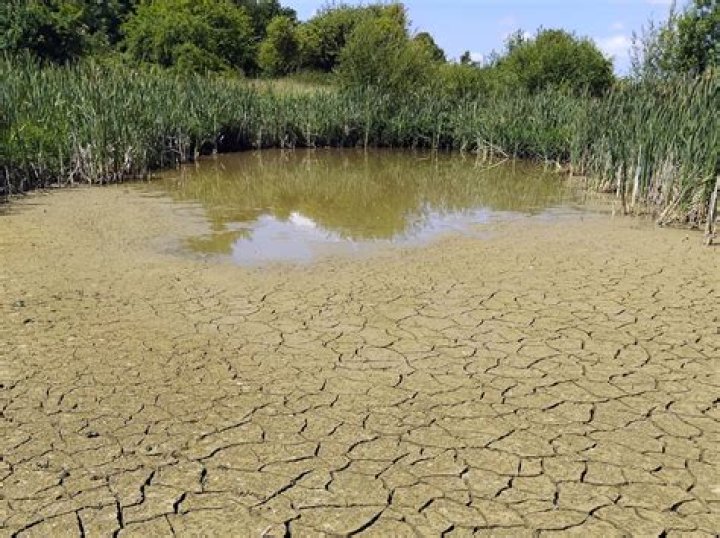 How does drought affect potatoes?