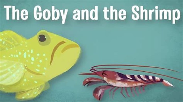How does the shrimp help the goby fish