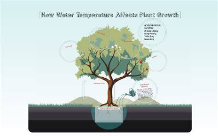 How does water temperature affect plant growth