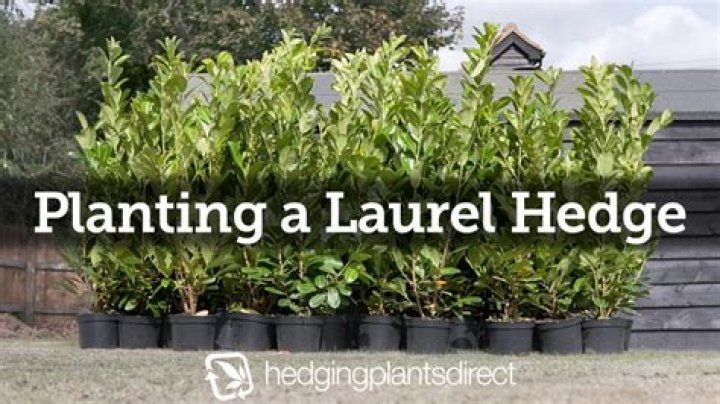 How fast do cherry laurels grow