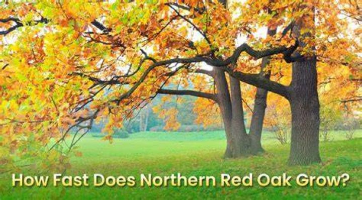 How fast does a northern red oak tree grow