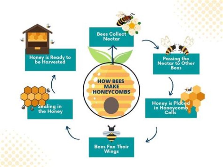 How honey bees keep their cool