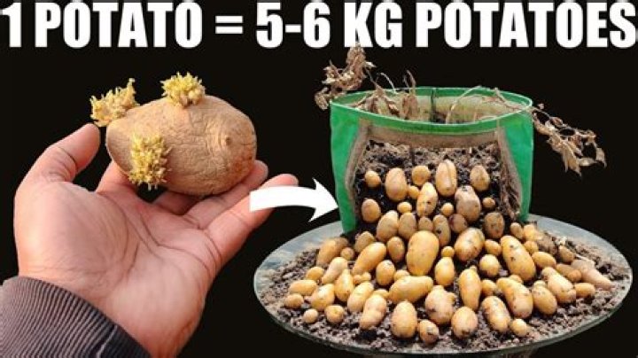 How many potatoes do you get from 1 tuber?