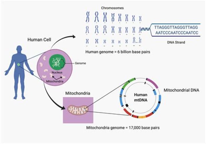 How many proteins does the human genome code for