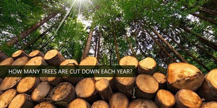 How many trees are cut down every year 2020