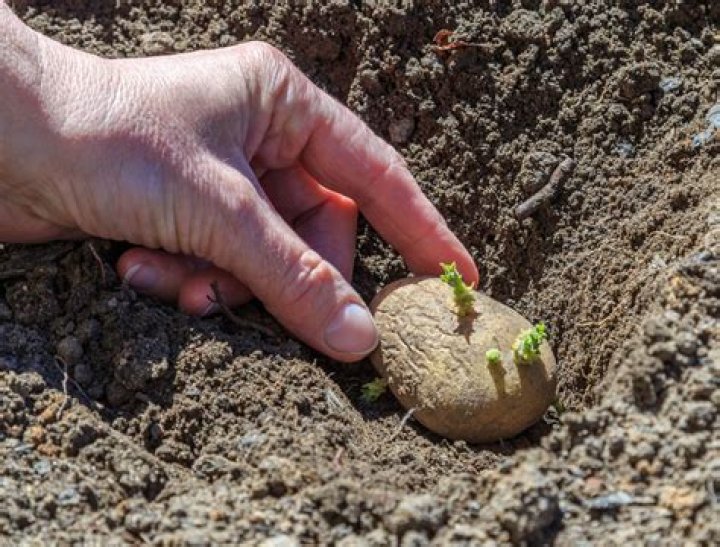 How much depth do potatoes need to grow?