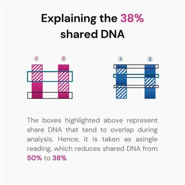 How much DNA do potatoes have?