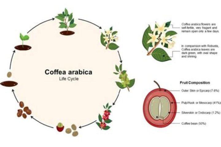 How much is a coffee tree