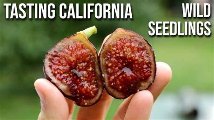 How much light do creeping figs need