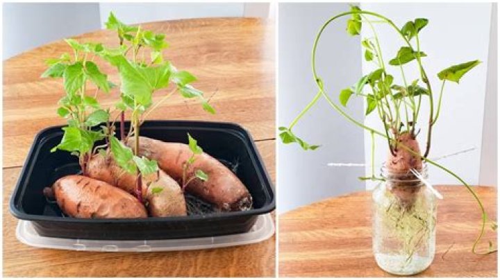How much voltage can you get from a potato?