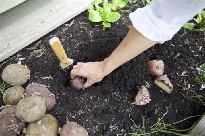 How often should potatoes be planted?
