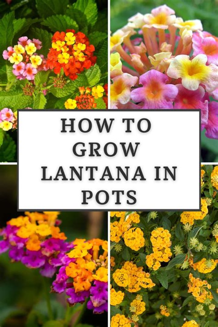 How quickly does lantana grow
