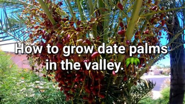 How tall do dwarf palms grow
