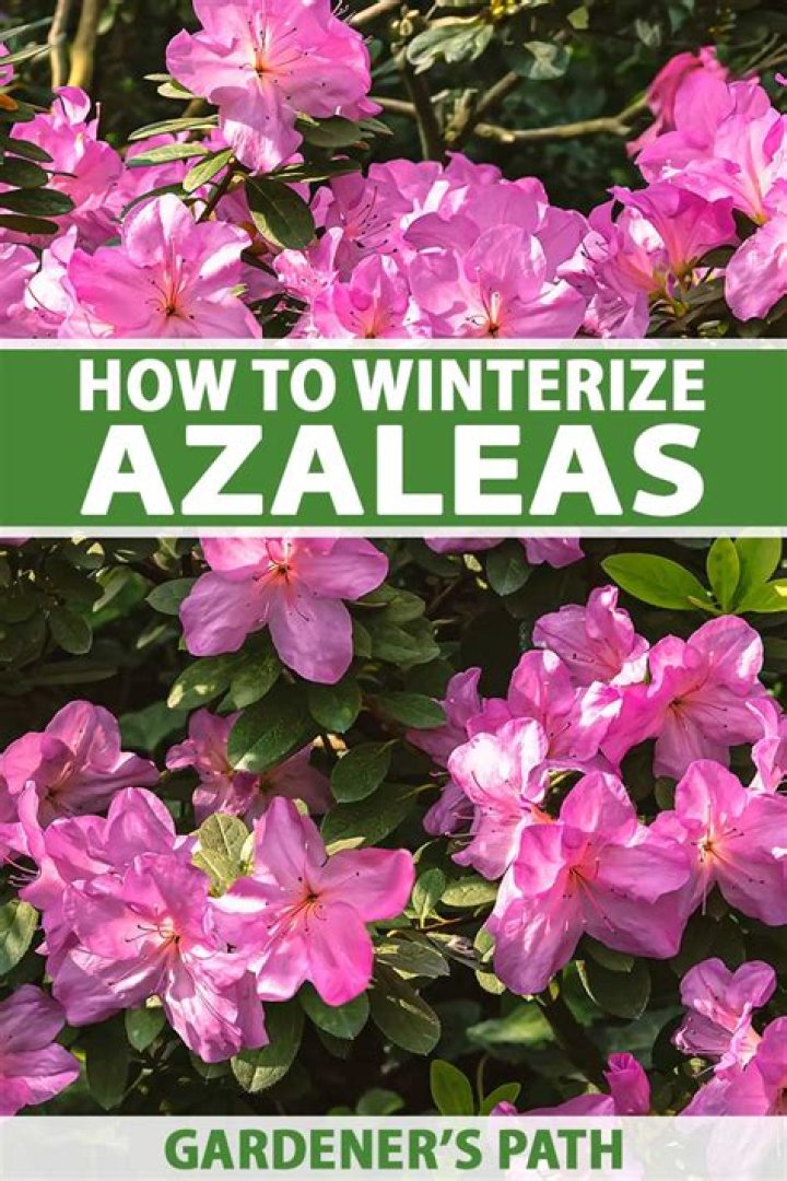 How tall do Encore azaleas get