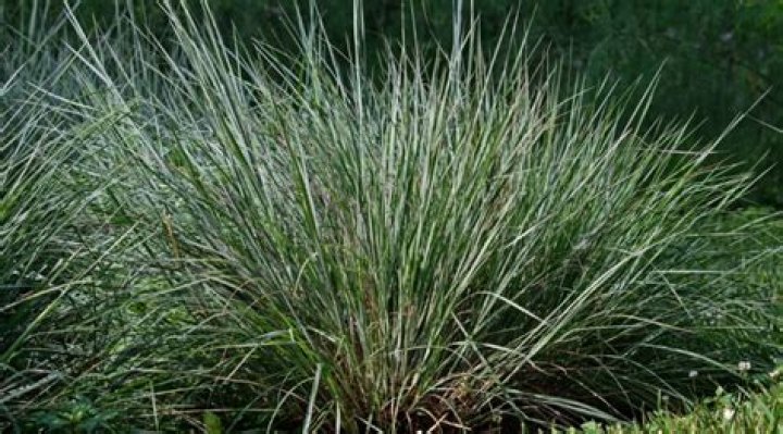 How tall does little bluestem grass get