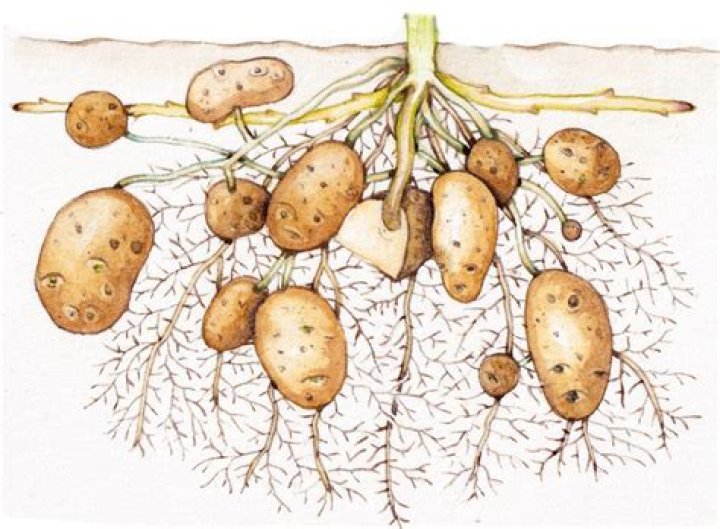 Is a potato a tuber or a vegetable?