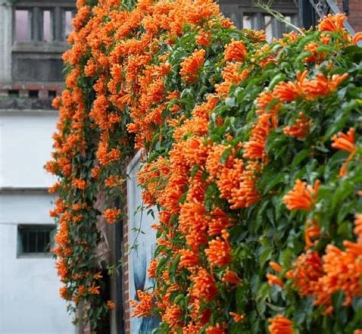 Is bignonia an evergreen