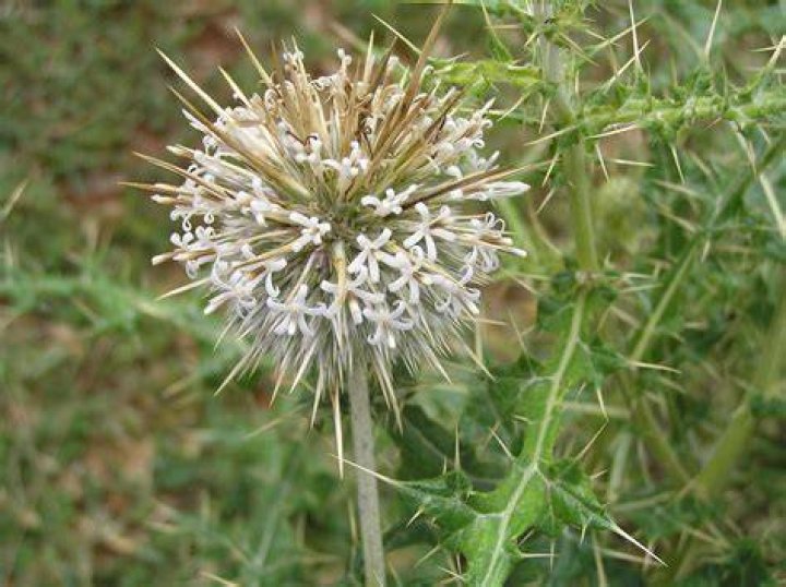 Is Echinops perennial