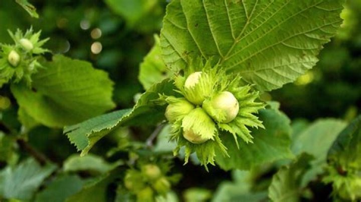 Is hazelnut a tree or a bush