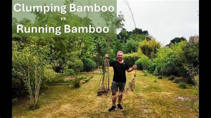 Is Lucky bamboo clumping or running