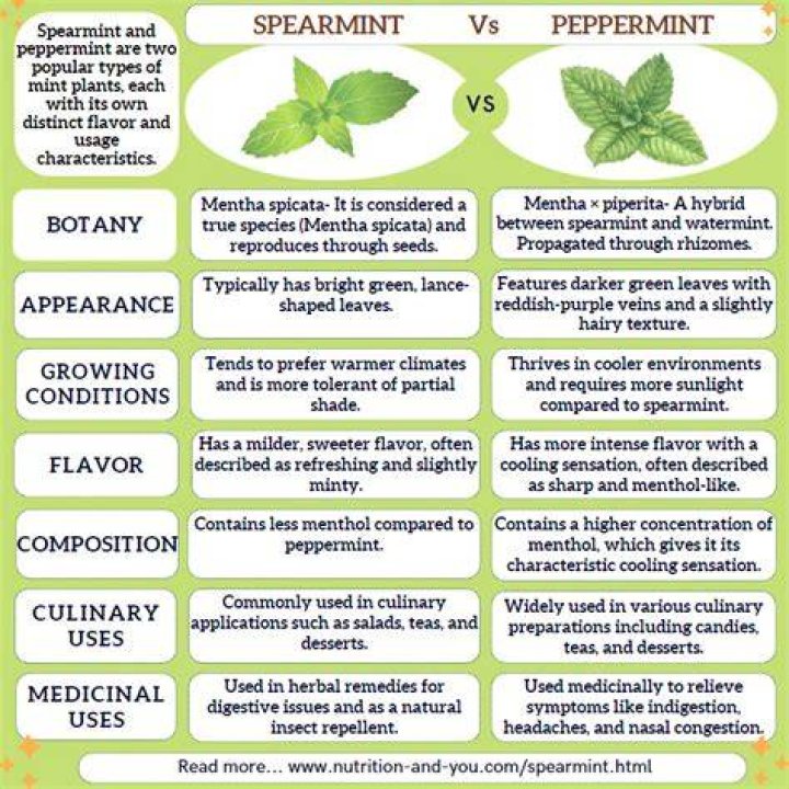 Is mint tea and peppermint tea the same