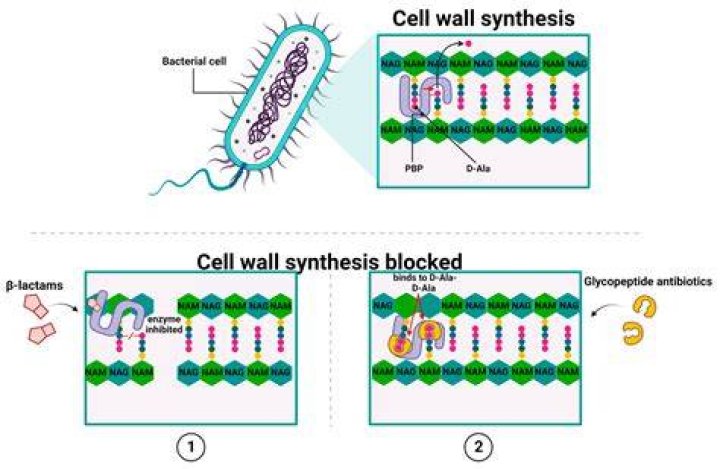 Is peptidoglycan in all bacteria