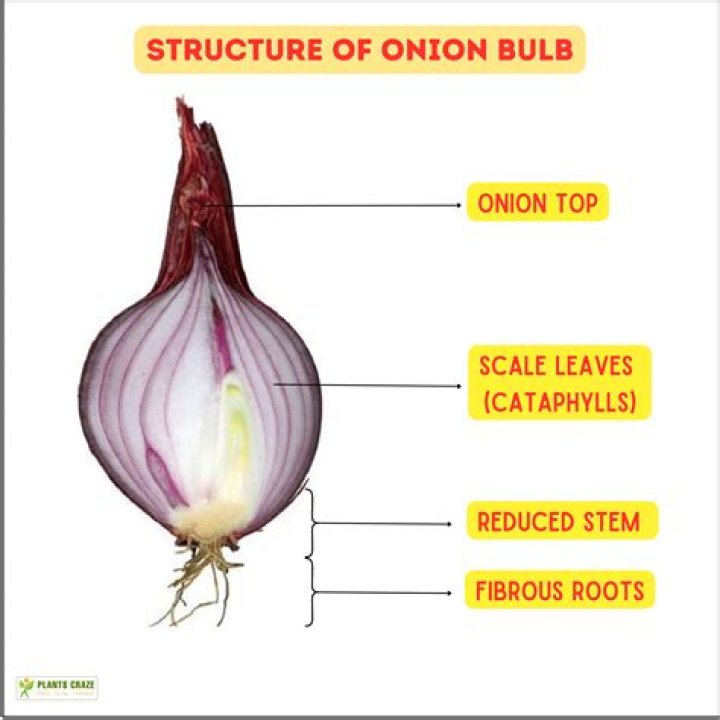 Is potassium present in onion