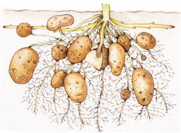 Is potato a stem root or leaf?