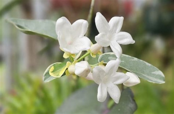 Is stephanotis the same as Jasmine