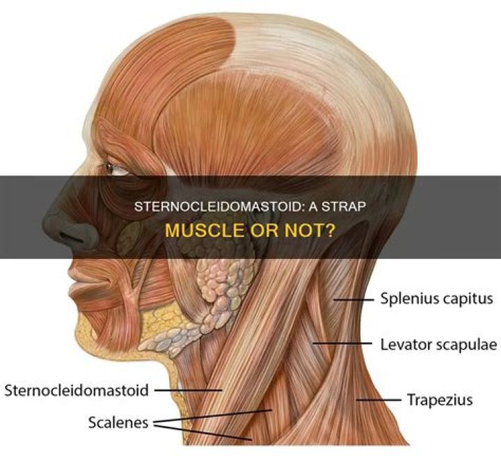 Is Sternocleidomastoid a strap muscle