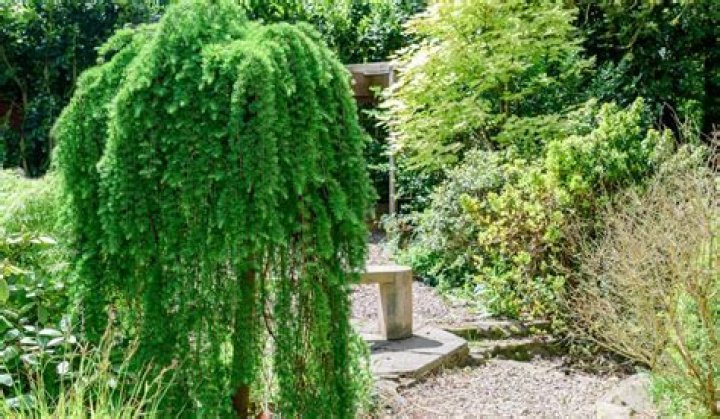 Is Weeping Willow an evergreen