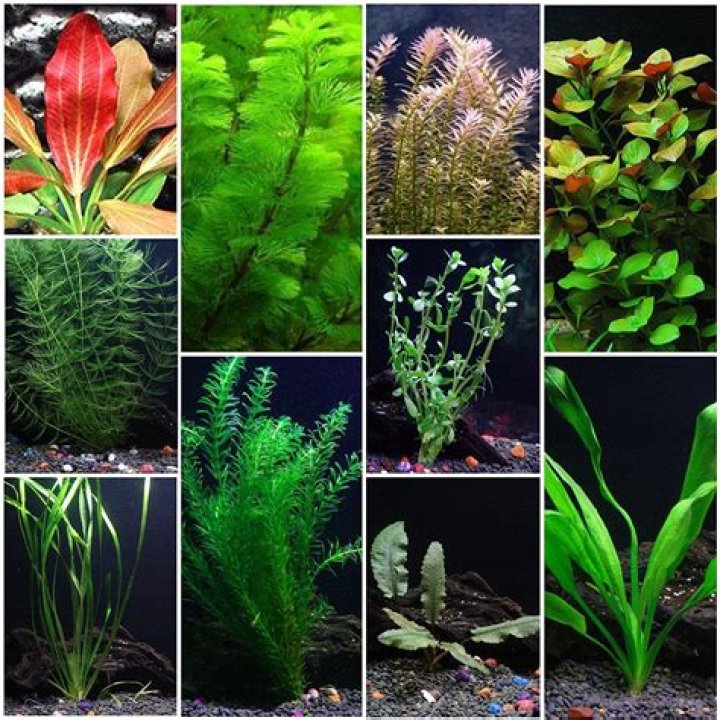 What are Aquarium stem plants
