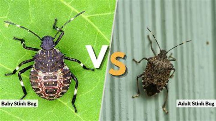 What are stink bugs good for