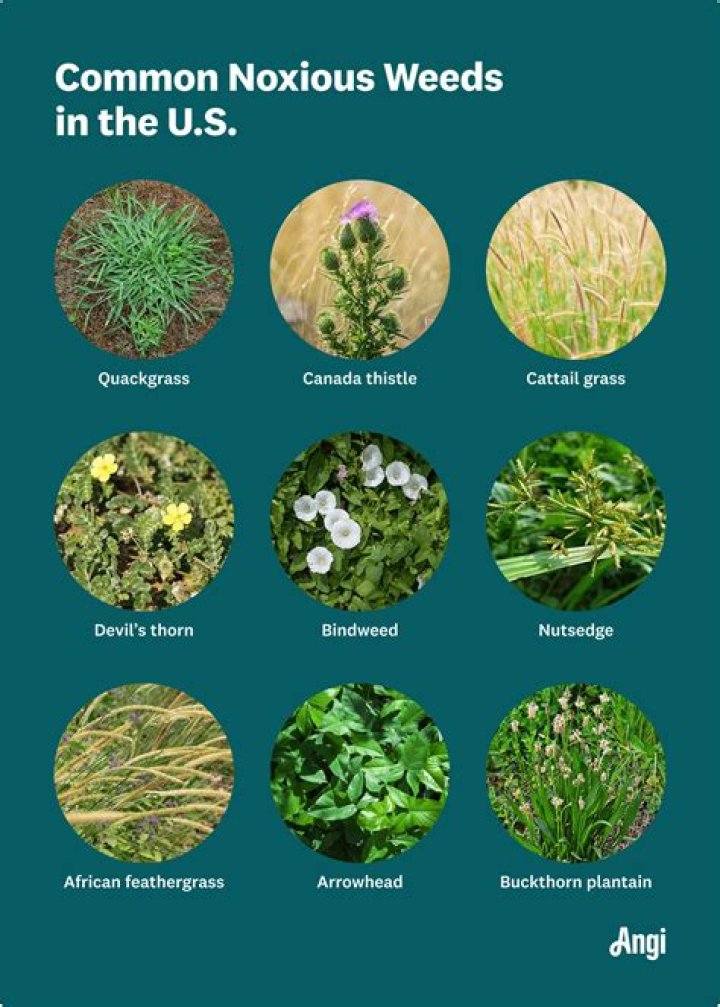 What are weeds in short answer