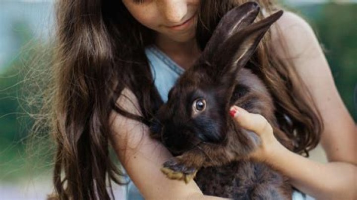 What can kill a pet rabbit?