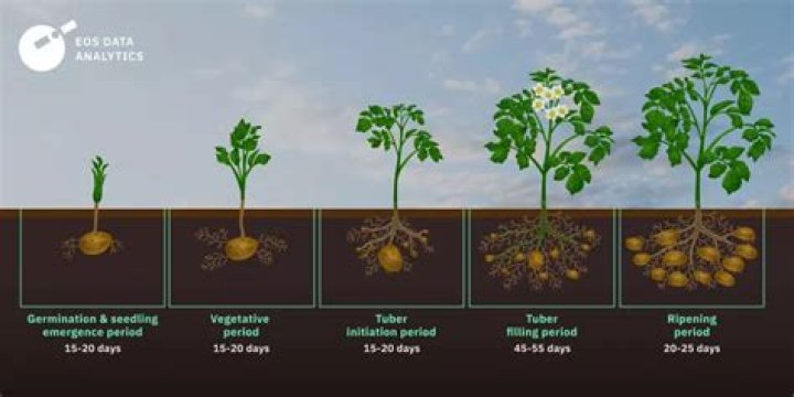 What climate and growing conditions does potatoes require?