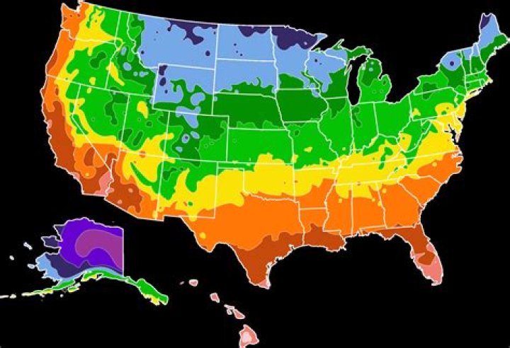 What climate do date trees grow in